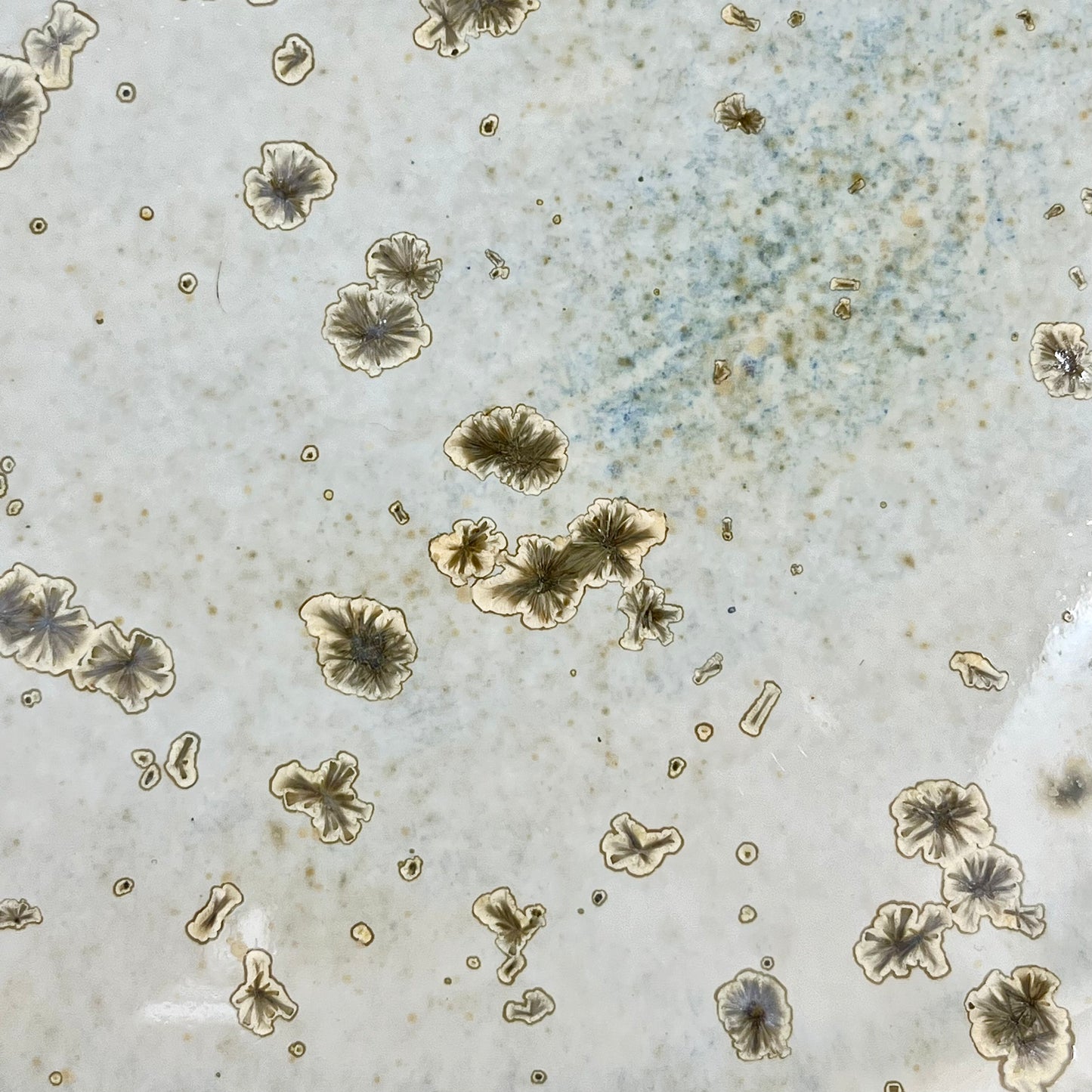 Piatto extra large “Sand Stars”